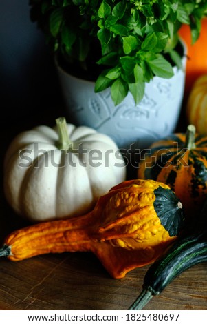 Small pumpkin and gourd on tree stump