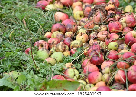 fresh apples from tree on grass 