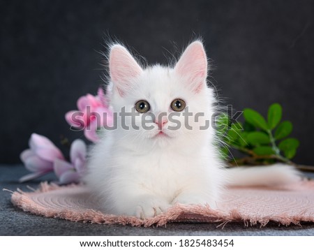white cute adorable munchkin kitten 