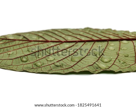 Green leaves on white background. Texture of a green leaf as background. Mitragyna speciosa isolated on white background. Leaves of Mitragyna speciosa Korth.