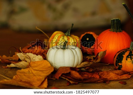 Small pumpkins and gourds and leaves on the tree stump