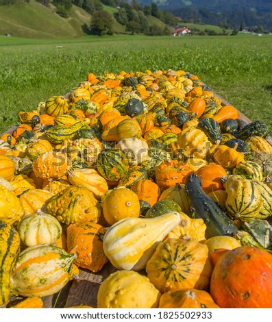 field with pumpkins, scenery for the autumn holidays