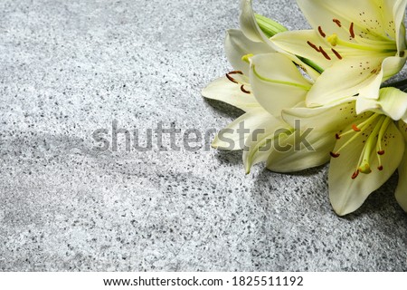 Beautiful lily flowers on grey stone background, closeup. Space for text Royalty-Free Stock Photo #1825511192