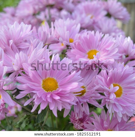 lilac perennial Aster flowers in a large bouquet bloom in summer and autumn