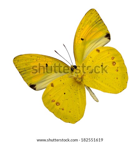 Yellow Orange tip butterfly flying lower wing proflie isolated on white background