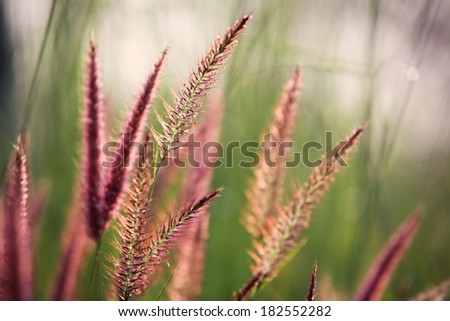 reeds grass