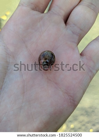 small snail in the palm of your hand