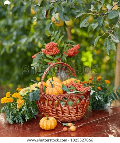 Table setting on a rustic farmhouse country table with beautiful autumn decorand with basket mini pumpkins and rowan branches for Thanksgiving Day or Halloween
