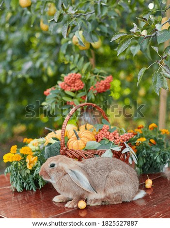 Table setting on a rustic farmhouse country table with beautiful autumn decorand with basket mini pumpkins and orange rabbit for Thanksgiving Day or Halloween