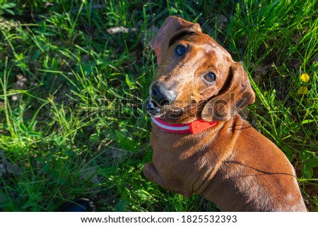 beautiful brown dog breed Dachshund on the background of green grass in summer
