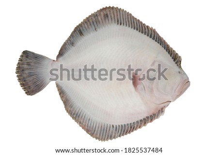 Turbot fish isolated on white background. White side