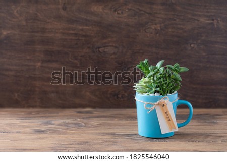 Handmade home decoration with succulents in blue tea mug, coffee cup, present concept with a copyspace