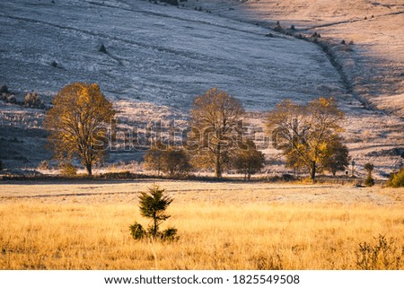 Autumn landscape with young tree and frozen fields, bohemian forest, czech republic