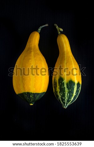 Two small yellow long pumpkins. Pumpkins on a black background.