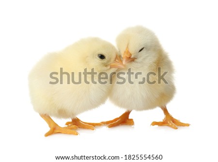 Cute fluffy baby chickens on white background. Farm animals