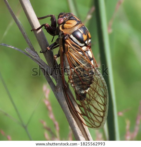 Orange and black adult cicada (Tibicen pronotalis) on plant stem in KCP&L Wetlands in Gardner, Kansas in August 2020. Royalty-Free Stock Photo #1825562993