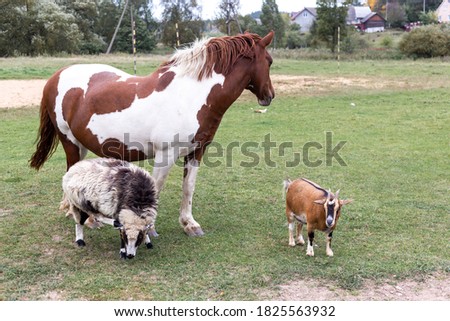 White and brown horse, sheep and goat in the pasture