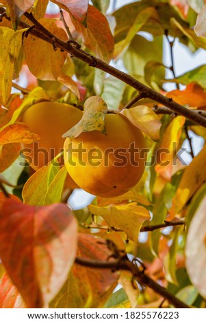 Persimmon branch with fruits. Kaki plum tree, Japanese persimmons, Diospyros kaki Lycopersicum, close up