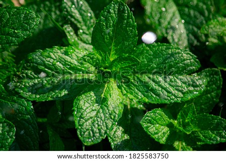 closeup from a mint plant