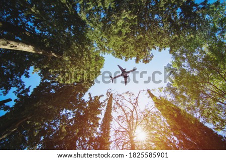 Bottom view of the pine trees against the clear sky Royalty-Free Stock Photo #1825585901