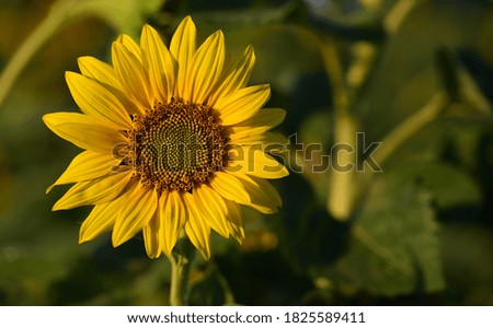 sunflower field against a green background