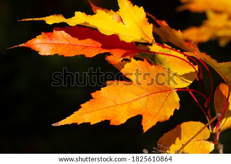 Autumn maple leaf. banner autumn pattern maple leaf bright on natural background