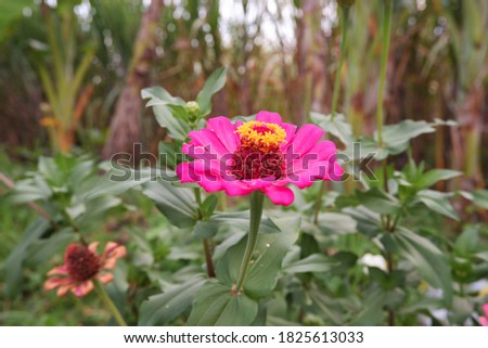 photo of zinnia flowers in pink color against green leaves background. selective focus