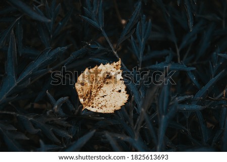 Photo of autumn leaf against the background of dark leaves. Natural background