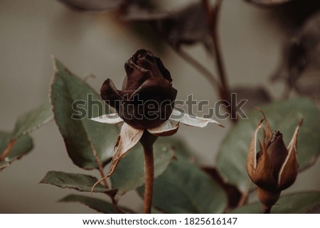 Unopenenable bouquet of roses on a natural green background