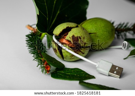 Walnut fruit mimics power bank as green energy. Usb cable conected to walnut. Mobile phone and green energy.