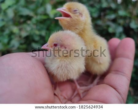 baby quail on hand,this is a two funny baby quail on hand