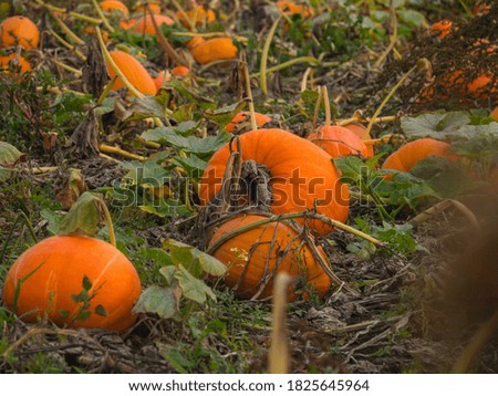 A beautiful pumpkin patch in Canada during the fall for Thanksgiving and Halloween.