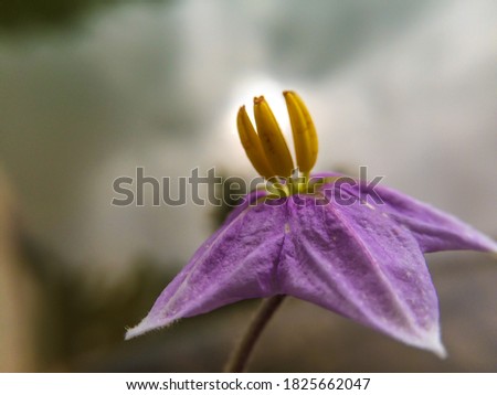 Beautiful Flower with green blur effect background