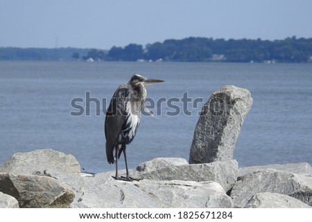 A great blue heron perched on a rocky outcrop in the Elk River, Chesapeake Bay, in Cecil County, Maryland.