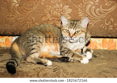 Domestic cats of striped color sleep on an old brown sofa.