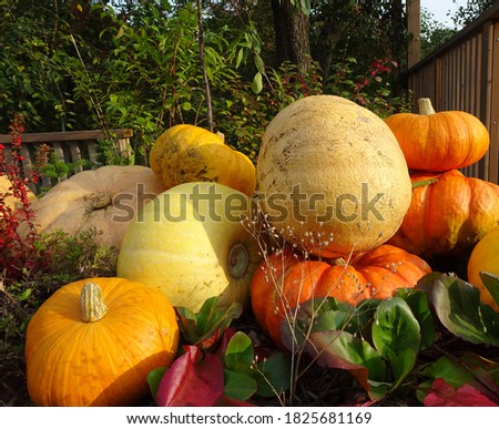 harvest of yellow and orange pumpkins for Thanksgiving and Halloween