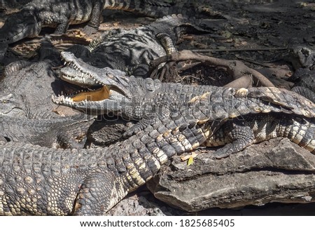 Closeup Group of Crocodiles were Sunbathing on The Ground