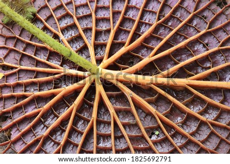 close up detail Back leaf of water lily or lotus  Royalty-Free Stock Photo #1825692791