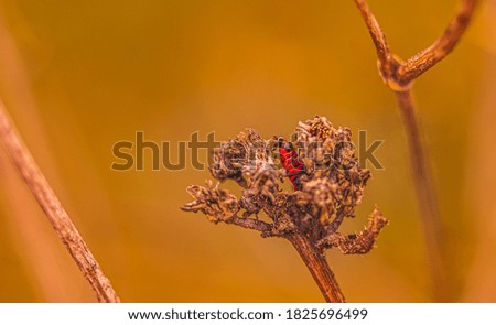 The photo shows a zeroing insect in already withered vegetation.