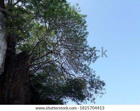 beautiful green trees on the rock of mountains and blue sky outdoor picture.