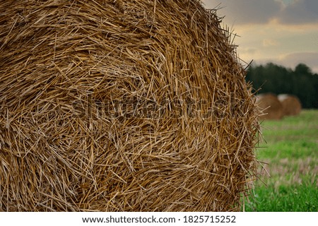 Photo of haystacks on the field. The picture was taken in autumn at sunset