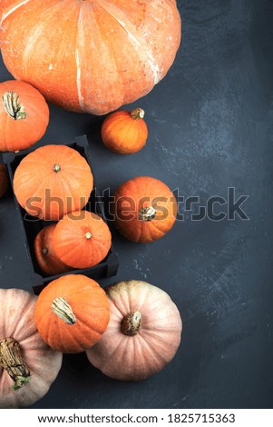 Assortment of raw pumpkins on grey background. Autumn harvest. Concept of Thanksgiving day or Halloween. Top view, copy space.
