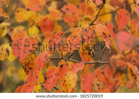 Autumn yellow and red bright leaves on a tree close-up. Natural background