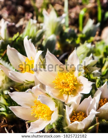 Opening of beautiful white silky flowers (pulsatilla alpina) in the spring garden