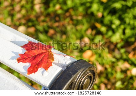 fallen lonely red maple leaf in autumn on white bench. copy space, text, soft focus