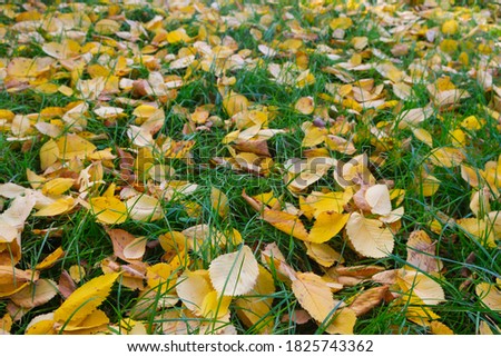 background with autumn colorful leaves