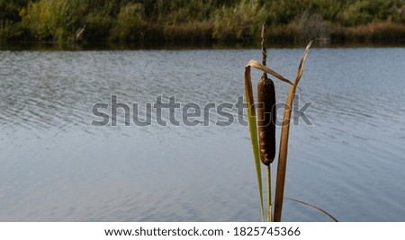 lonely dry old reeds on an autumn lake.