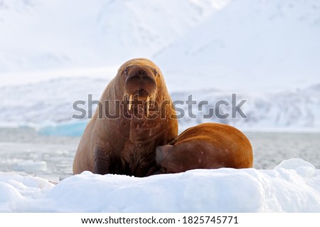 Walrus, Odobenus rosmarus, stick out from blue water on white ice with snow, Svalbard, Norway. Mother with cub. Young walrus with female. Winter Arctic landscape with big animal. Polar wildlife.