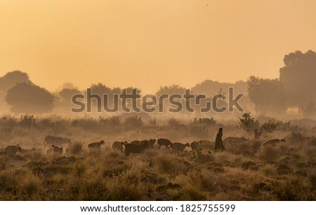 nomadic life of shepherds from rural areas of Pakistan , silhouette pictures of shepherds 