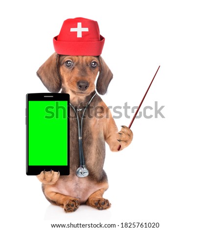 Dachshund puppy dressed like a doctor with  stethoscope and doctor's hat holds smartphone with empty green screen and points away on empty space. Isolated on white background